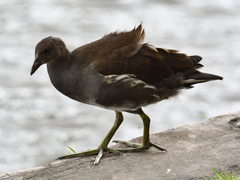 Gallinula chloropus