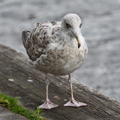 Larus argentatus