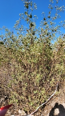 Jungia polita