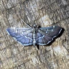 Diathrausta