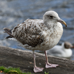 Larus argentatus
