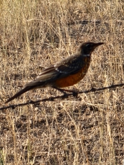 Turdus migratorius