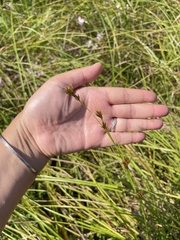 Rhynchospora glomerata