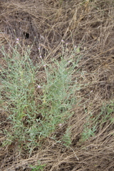 Xeranthemum cylindraceum
