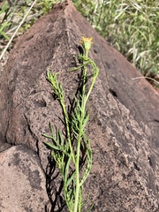 Adenophyllum wrightii