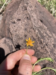 Adenophyllum wrightii