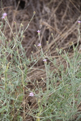 Xeranthemum cylindraceum