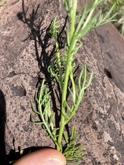 Adenophyllum wrightii