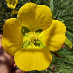Ludwigia octovalvis