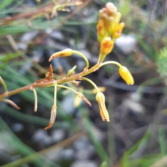 Bulbine audreyae