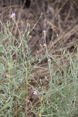 Xeranthemum cylindraceum
