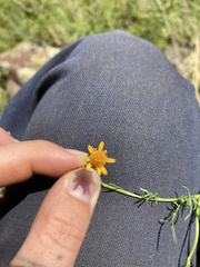 Adenophyllum wrightii