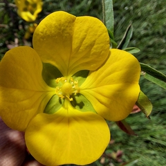 Ludwigia octovalvis