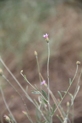 Xeranthemum cylindraceum