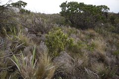 Pseudopentameris macrantha