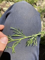 Adenophyllum wrightii