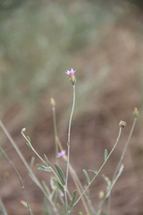 Xeranthemum cylindraceum