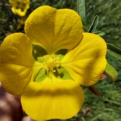 Ludwigia octovalvis