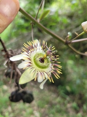 Passiflora cuspidifolia
