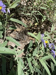 Thamnophis eques megalops