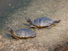 Trachemys scripta