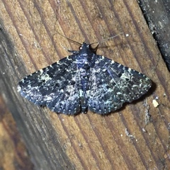 Metalectra tantillus