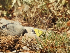 Colias aurorina