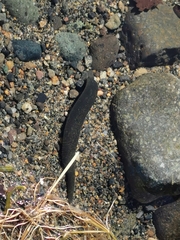 Haemopis marmorata