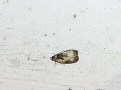 Olethreutes malana