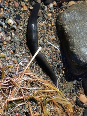 Haemopis marmorata