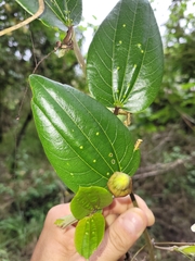 Passiflora cuspidifolia