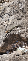 Tropidurus spinulosus