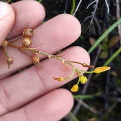Bulbine audreyae