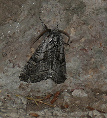 Pseudopanthea palata