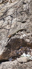 Tropidurus spinulosus