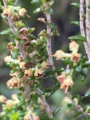 Erica arenaria