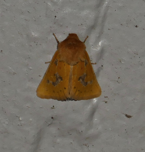 Chihuahuan Nocloa photo 2
