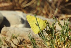 Colias aurorina