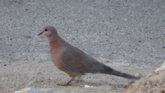 Streptopelia senegalensis