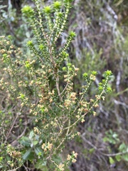 Erica arenaria