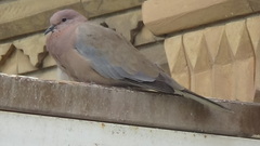 Streptopelia senegalensis