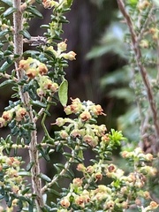 Erica arenaria