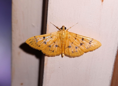 Syllepte nigriflava