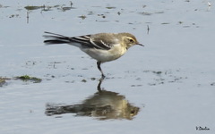 Motacilla alba