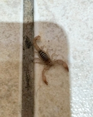 Chihuahuanus russelli