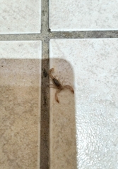 Chihuahuanus russelli