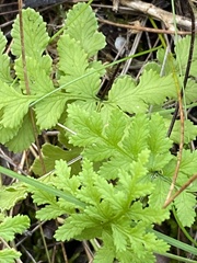 Cheilanthes capensis