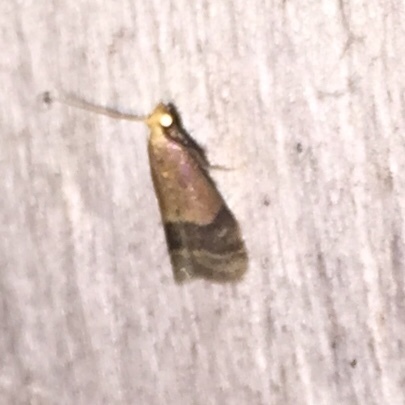 Eulogia ochrifrontella