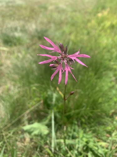 Silene flos-cuculi (Silene flos-cuculi)