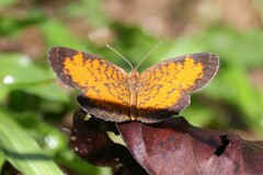 Mazia amazonica